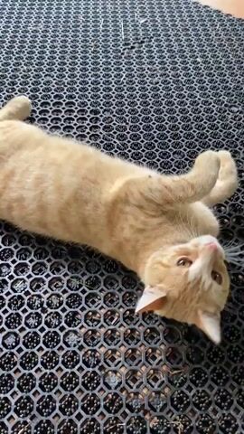 The video shows an orange tabby cat lying on its back on a black, textured mat. A human hand enters the frame and gently pets the cat's head and neck. The cat appears relaxed and receptive to the petting, rolling slightly and nudging its head into the hand. The environment appears to be outdoors, possibly on a porch or patio, with some greenery visible in the background.