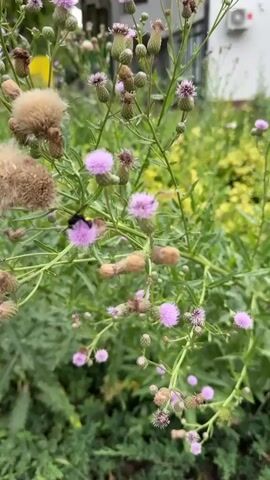 The video shows a close-up view of a plant with fuzzy brown seed heads and small purple flowers. Several bees are visible, actively pollinating the flowers. The background is blurred, but appears to be an outdoor setting with green foliage and a building in the distance. The camera is mostly stationary, with some slight panning and zooming.