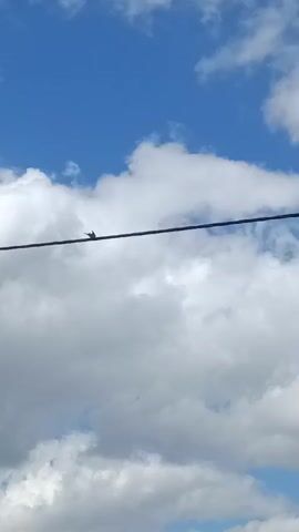 A video clip shows a bird perched on a wire against a backdrop of blue sky and white clouds. The bird is small and dark, with its silhouette clearly visible. It appears to be facing left. The wire spans horizontally across the frame. The clouds are puffy and white, indicating a clear day. The video shows a brief moment in time, capturing the bird's stillness on the wire.