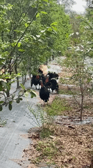 Turkeys spotted in orchard near Lamani Thanda, India
