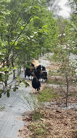 Turkeys spotted in orchard near Lamani Thanda, India