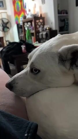 The video is a close-up shot of a white dog with blue eyes lying down, resting its head on someone's lap. The dog's face is in profile, and it is looking off to the side. The background is blurred but appears to be an indoor setting with furniture and a fan. The dog's eyes are partially closed. The person's leg is visible in the foreground, covered by dark fabric. A black garment is draped over a piece of furniture behind the dog. The overall mood of the video is calm and relaxed.