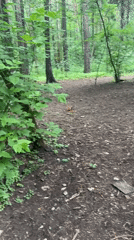 Park visitors enjoy ponies, ice cream in Perm woods