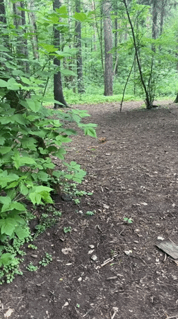 Park visitors enjoy ponies, ice cream in Perm woods