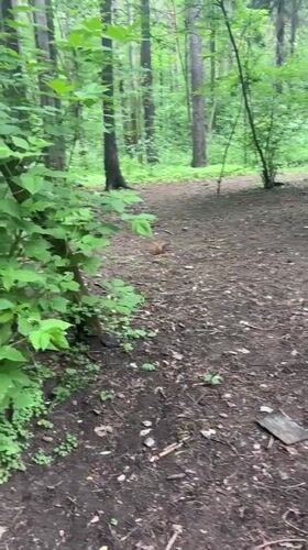 Park visitors enjoy ponies, ice cream in Perm woods