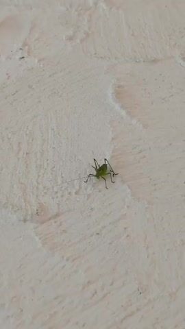 A green grasshopper is crawling on a textured white wall. The grasshopper is positioned in the center of the frame, with its body facing towards the right. It has long, thin legs and antennae. The wall has a rough, uneven surface, with visible undulations. The lighting suggests an outdoor or well-lit indoor environment. No other individuals or objects are visible in the frame. The grasshopper is in motion, slowly moving across the wall.
