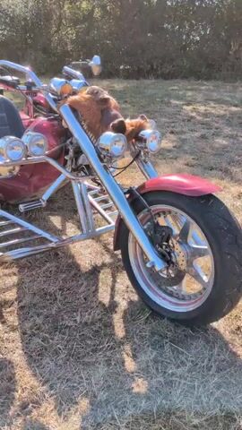 This is a close-up video of a red trike motorcycle parked outdoors on a grassy area. The trike has a plush brown stuffed animal head attached to the front handlebars, giving it a unique appearance. The video pans across the front of the trike, showing its shiny chrome accents, multiple headlights, and a large front tire. The camera then moves to reveal the two-seater design of the trike, with black leather seats. The background is slightly out of focus but shows trees and sunlight, suggesting it's a sunny day.