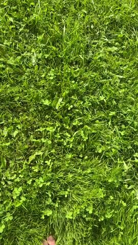 The media file is a short video filmed from a first-person perspective, showing a person walking barefoot on a lush green lawn. The camera angle is directed downwards, focusing on the feet as they move across the grass. The grass is a vibrant green and appears to be mixed with clover and other small plants.

As the video progresses, the camera pans up slightly, revealing more of the surrounding environment. A white picket fence is visible on the right side of the frame. Further in the background, a garden with rows of plants and a greenhouse can be seen. The overall setting appears to be a rural or suburban area, likely a backyard or a garden.

The lighting suggests it is daytime, possibly late morning or early afternoon, with the sun casting shadows on the grass. The sky is partly cloudy. The activity is simply walking on the grass, conveying a sense of relaxation and connection with nature. No text is visible in the media file. The emotions evoked are likely peaceful and serene. The location is identified as Stepanovo, Russia.