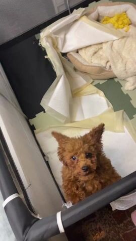 A small, brown toy poodle puppy sits inside a black and white mesh playpen. The puppy stands near the edge of the playpen, looking up. Inside the playpen, there are several white pee pads partially covered with yellow-tinged plastic backing and a beige, circular dog bed with a white blanket and a yellow, ruffled toy inside. The floor is covered with green and black interlocking foam tiles. The puppy jumps, briefly suspending in the air, then settles back down to the floor of the playpen.