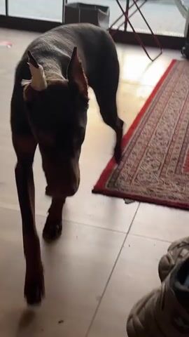 The video shows a brown and black Doberman dog standing in what appears to be a living room with wooden floors and a red rug. The dog has a bandage wrapped around one ear. A person in black clothing is seated and interacts with the dog, reaching down to pet it. A shoe and a chair are also visible in the video.