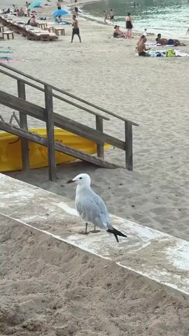 A seagull stands on a ledge on a sandy beach. The seagull is mostly white with gray wings and black tail feathers. It has a reddish beak. In the background, there are people on the beach, some sunbathing and some walking. There are also lounge chairs and umbrellas. A wooden staircase with a yellow object underneath it is visible to the left of the seagull. The water is visible in the distance.