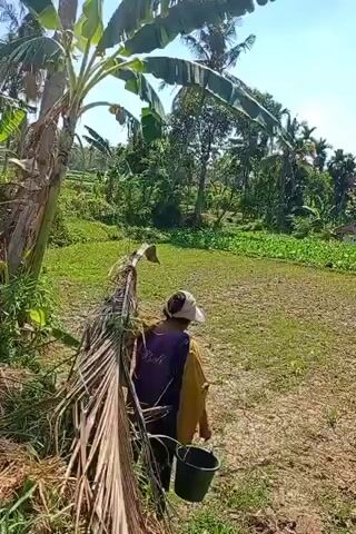 A person wearing a purple shirt, yellow jacket, and a white hat walks across a dry, patchy field holding a green bucket. They are walking away from the camera, towards a lush green field and trees. A banana tree and dried palm fronds are visible in the foreground. The sky is clear and blue.