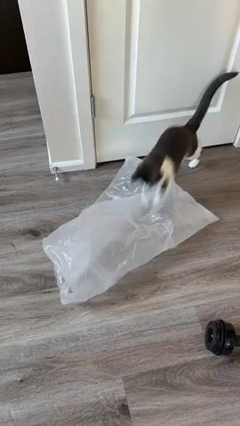 A black and white cat plays with a plastic bag on a wooden floor. The cat is in the process of entering or exiting the bag. The scene takes place indoors. A white door is visible in the background. A camera lens is also visible on the floor in the lower right corner of the frame. The lighting suggests it is daytime.