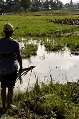 Standing at the edge of a flooded rice paddy in rural Indonesia
