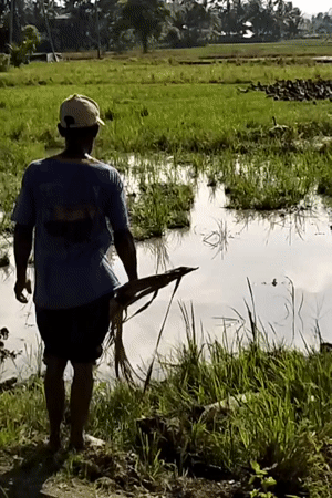 Standing at the edge of a flooded rice paddy in rural Indonesia