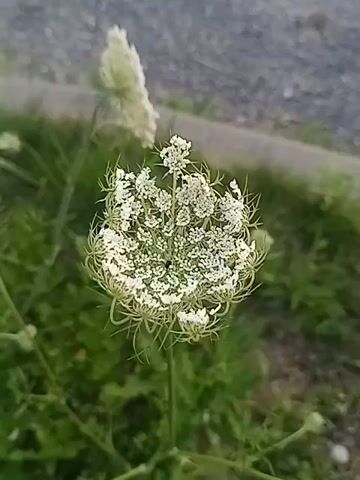 A close-up shot captures a white Queen Anne's Lace flower in the foreground, its intricate umbel of tiny white flowers clearly visible, along with delicate, feathery bracts extending outwards. A few green leaves and stems surround the flower. In the background, a blurry, out-of-focus light-colored plant is seen, along with a patch of green foliage and a muted gray-brown surface that appears to be gravel or dirt. The lighting is soft, suggesting it might be overcast or late in the day.