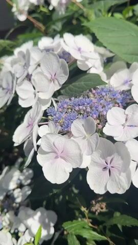 The video shows a close-up of white hydrangea flowers. The flowers are in focus, with some of the petals appearing slightly pinkish or purplish at the center. In the middle of the flower clusters, there are smaller, darker purple flowers. The background consists of green leaves and possibly other flowers, also out of focus. The lighting suggests it is daytime, with sunlight filtering through the foliage. There are no people or discernible actions taking place in the video, it is a static shot of the flowers.