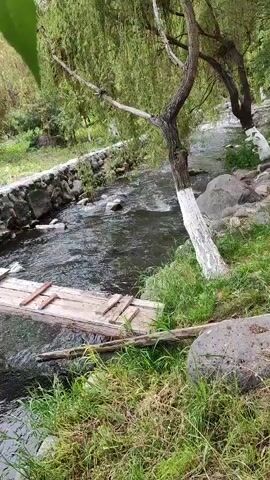 A slow pan follows a shallow, flowing stream. A makeshift bridge of wooden planks crosses the water, its supports resting on rocks along the bank. Lush green foliage hangs over the water from overhanging trees. The stream bed is rocky, with larger stones visible in and around the water.