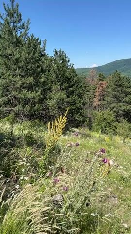 A video shows a sunny day in a mountainous region with lush green pine trees and a clear blue sky. In the foreground, there is a field of wild flowers and tall grasses. The camera pans slightly to reveal rolling hills covered in trees and a distant mountain peak. The overall impression is one of natural beauty and tranquility.