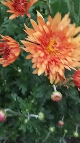 The video shows a close-up, blurred shot of orange chrysanthemum flowers and green foliage. The camera pans slightly, focusing on several blooms and buds. The lighting appears natural, suggesting an outdoor setting.