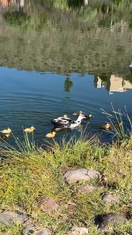 A family of ducks swims in a pond. The mother duck is black and white, while the ducklings are mostly yellow, with some black ones in the mix. They are near the grassy edge of the pond, which is dotted with rocks.  Reflections of buildings and trees can be seen on the water's surface. A black tire floats in the background.
