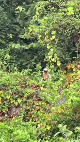 The video shows a monkey, likely a langur, sitting amongst dense green vegetation. The monkey has grey fur and a white face with dark circles around the eyes. It sits still, looking slightly to its right. The environment is lush and overgrown with various types of trees and vines. The vegetation is primarily green. The camera is static throughout the video.