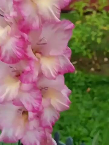 The video shows a close-up of a pink and white gladiolus flower in bloom. The flower has delicate petals with ruffled edges and a pale yellow center. It is growing in a garden with green grass and other plants in the background. A red building and a small black fence are also visible. The camera slowly zooms in on the flower, highlighting its intricate details.
