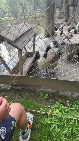 The video opens with a close-up of a child's hand reaching towards a wire fence. Beyond the fence is an enclosure with several birds, including geese and ducks. The child's arm and leg, clad in a sandal, are visible in the foreground. The camera then pans to the right, showing more of the bird enclosure. A goose is prominently featured near the fence, looking towards the camera. In the background, more birds are visible near a body of water and a wooden structure. The ground within the enclosure appears muddy and uneven, with patches of grass and dirt. The overall environment seems to be an outdoor aviary or petting zoo. The child's hand is seen interacting with the fence, possibly trying to feed or touch the birds. The video ends with a broader view of the enclosure and the birds.