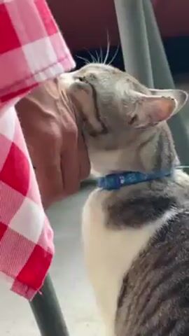 A person wearing a red and white checkered shirt is petting a gray and white cat. The person is standing next to the cat and gently stroking the cat’s head and neck. The cat has a blue collar on. The background is blurry but appears to be an outdoor area. The person is right-handed and wearing a red bracelet.