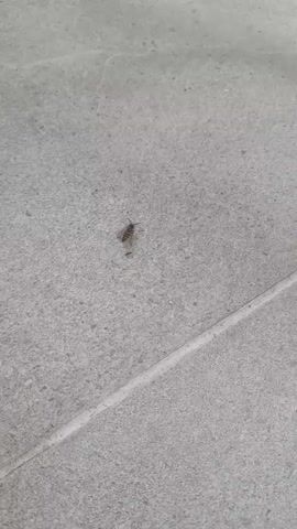 A close-up, top-down view of a light gray tiled floor. A small insect, appearing to be a larva with dark bands across its segmented body, is visible in the center of the frame. The insect is actively moving across the floor. The lighting is consistent throughout the video, suggesting an indoor or shaded outdoor environment.