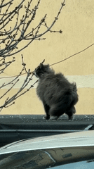 Cat roams rooftops and car in Veliko Tarnovo