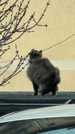 Cat roams rooftops and car in Veliko Tarnovo