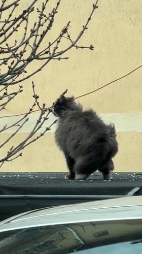 Cat roams rooftops and car in Veliko Tarnovo