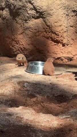 Two meerkats are in an enclosure with a metal dish in the center. One meerkat is walking around the dish and the other one is facing away from the camera by the dish. The enclosure is made of dirt and there is a rocky wall behind the meerkats. There are shadows and sunlight on the ground. People are heard talking in the background.