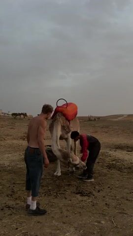 Two men are in an outdoor, dusty, and dry environment with a camel. The camel is equipped with a saddle that is red and orange. One man, who is shirtless and wearing blue jeans, stands to the left of the camel, facing it. The second man, wearing a red shirt and dark pants, is on his knees and appears to be adjusting something around the camel's legs or head. The sky is overcast and appears to be twilight or dusk. In the background, there are some scattered trees and structures, as well as a pile of what looks like straw or hay. There is also a discarded tire visible behind the camel.