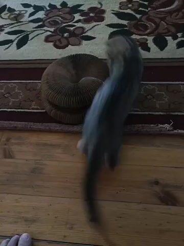 A tabby cat is playing with a coiled cardboard scratcher on a rug. The cat bats at the scratcher and then runs around it. The cat's tail is blurred with motion.