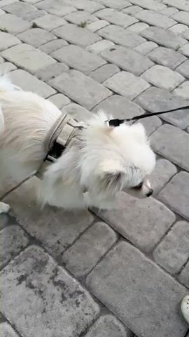 A small, fluffy white dog with tan markings on its back is on a leash and harness. It is sniffing at the torn knee of a person's light blue jeans. The person is sitting down, and their legs are visible in the lower part of the frame. The dog's tail is bushy and held up. The ground is paved with light-colored rectangular stones. The lighting appears to be natural daylight.