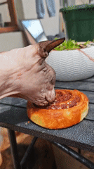 Sphynx Cat Eats Cinnamon Rolls on Russian Balcony
