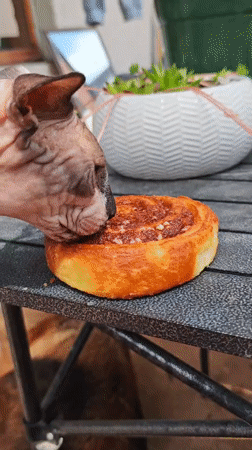 Sphynx Cat Eats Cinnamon Rolls on Russian Balcony