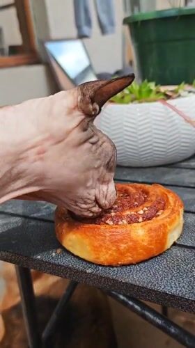 Sphynx Cat Eats Cinnamon Rolls on Russian Balcony