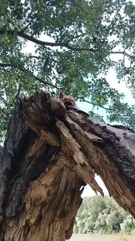 A small dog peeks over a broken tree trunk. The dog has light brown fur and is looking down at the camera. The tree trunk is rough and has jagged edges. Green leaves from a tree are visible in the background, as well as a body of water.