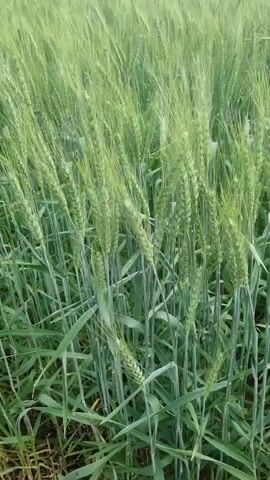 The video shows a close-up view of a wheat field. The wheat stalks are green and appear to be in the early stages of growth. The camera pans slowly across the field, showing the dense growth of the wheat. In the background, a line of trees can be seen, and beyond that, a hazy sky. The overall impression is one of a vast, green expanse of ripening wheat.