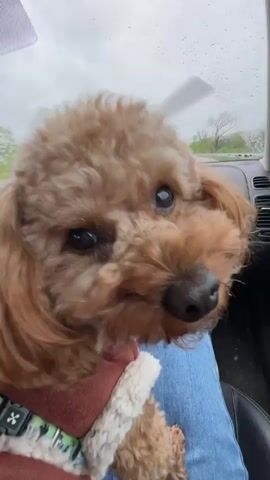 A small, fluffy, light brown dog with dark eyes is featured prominently in this video, initially looking directly into the camera. The dog appears to be a poodle mix, possibly a Maltipoo or Goldendoodle puppy, with very curly and soft-looking fur. It is wearing a brown harness with a colorful, patterned collar attached and is resting on what looks like a cream-colored sherpa-style dog bed or blanket.

The dog is being held by a person whose blue-jeaned legs and light-colored shoes are visible, suggesting it's seated on their lap or in the passenger footwell of a car. The video is shot from a low, close-up perspective, initially focusing on the dog's face.

The setting is inside a car, driving on a road in Aleko Konstantinovo, Bulgaria. The weather is overcast and rainy, with raindrops visible on the windshield, and car wipers briefly seen in action. Through the windshield, a wet road stretches ahead, with green foliage, trees, and distant hills visible on both sides under a cloudy sky. The car's dashboard, air vents, and part of the car door are also visible.

The dog transitions from looking at the camera to turning its head to face forward, observing the road ahead. The overall activity depicts a car ride on a rainy day with a beloved pet. Faint background music can be heard throughout the video. No visible text is present in the frames.