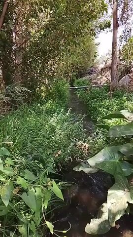 The video shows a narrow stream flowing through a natural environment. The water appears murky and is surrounded by lush green vegetation, including tall grass and large-leafed plants. Trees are visible on the banks of the stream, with sunlight filtering through the leaves, creating dappled light on the water's surface. The overall impression is of a tranquil, secluded waterway within a verdant landscape.