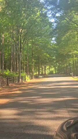 The video captures a first-person perspective of a vehicle driving on a paved road lined with a wooden fence and tall trees. Sunlight filters through the leaves, casting dappled shadows on the road. The trees on the left are densely packed and appear to be deciduous, while the trees on the right are spaced further apart, forming a canopy over the road. The sky is visible between the branches, appearing bright and clear. The road curves slightly to the right in the distance. The overall impression is one of a peaceful drive through a wooded area.