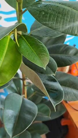 A close-up shot shows a person spraying water from a black spray bottle onto the dark green leaves of a plant, likely a ficus. The leaves are large and glossy, with some water droplets visible on them. The background is blurred, but appears to be a wall with a blue and white pattern. The focus is on the action of watering the plant.