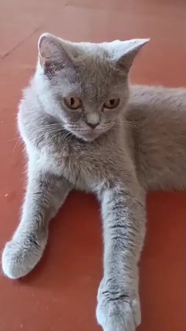 A close-up, eye-level shot shows a light gray British Shorthair cat lying down. The cat has large, round, amber eyes, a small pink nose, and large, pointed ears. Its fur is short and dense. The cat is lying on a reddish-brown surface, possibly a table or floor. The background is blurred, but appears to be a wall with some patterned wallpaper. The cat is looking directly at the camera and occasionally blinking or shifting its gaze. The video is short, approximately four seconds long, and shows no significant changes in the cat's pose or expression.