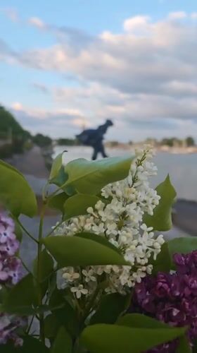 Waterfront scenes captured in Schleswig featuring flowers and modern building