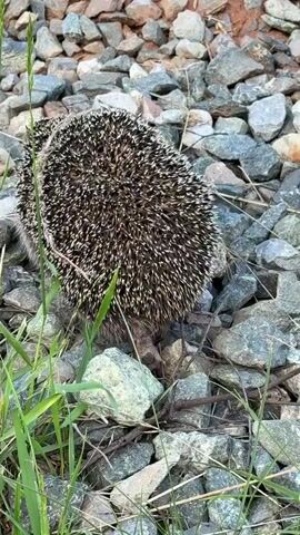 The video shows a hedgehog on a rocky surface, likely gravel or ballast, with some grass growing in the foreground. The hedgehog is the primary subject and appears to be moving slowly. Its spines are clearly visible, bristling outwards. The background is dominated by the rough texture of the rocks. The lighting suggests it is daytime, possibly late afternoon or early evening, given the warm tones of the rocks and the quality of the light. There are no people visible, and no text is present in the video. The overall impression is of a natural, outdoor setting. The hedgehog's posture and the surrounding environment indicate a potentially wild or semi-wild habitat. The location context provided is Пычанки, Russia, which aligns with the presence of a hedgehog in such an environment. The activity is simply the hedgehog existing and moving within its surroundings. No strong emotions are conveyed, other than perhaps a sense of quiet observation of a wild creature.