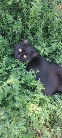 A black cat with yellow eyes lies partially hidden in lush green foliage. The cat is lying on its side, with its head turned towards the camera, appearing to look up. Its body is mostly obscured by the leaves and branches of the plants. The lighting suggests it is daytime outdoors.